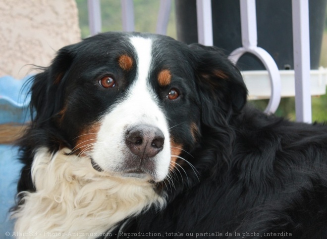 Photo de Bouvier bernois