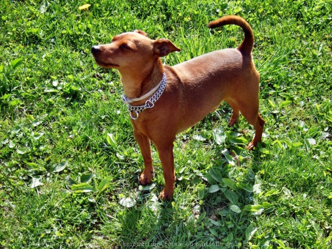 Photo de Pinscher nain