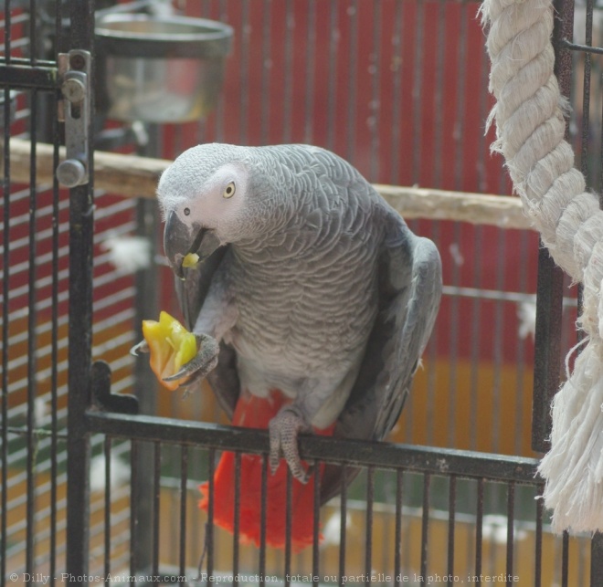 Photo de Perroquet - gris du gabon