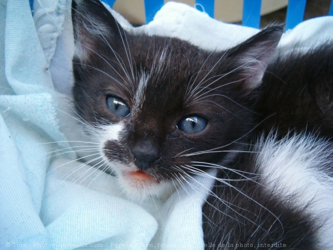 Photo de Chat domestique