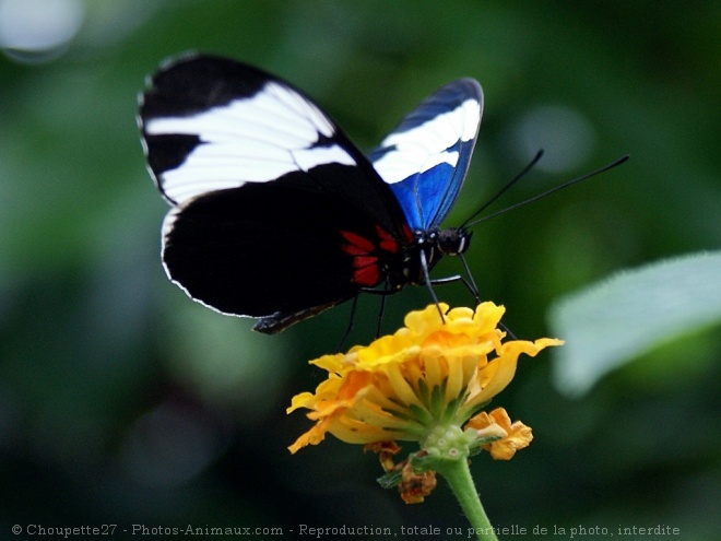 Photo de Papillon