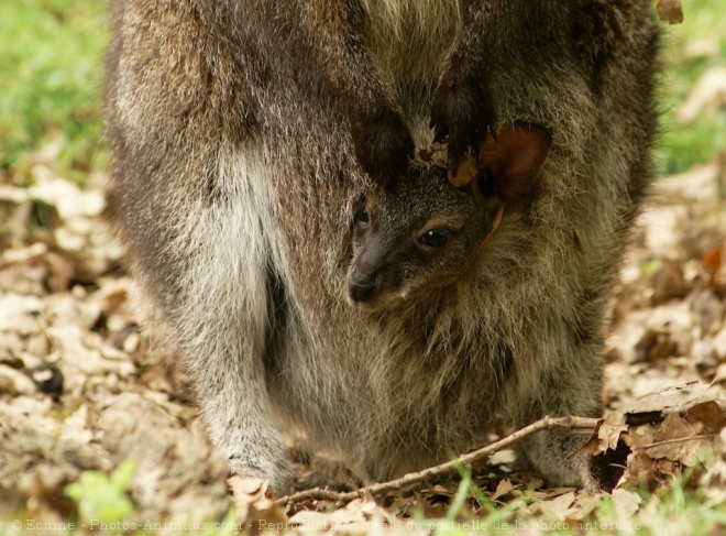 Photo de Kangourou