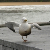 Photo de Mouette