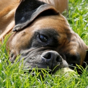 Photo de Boxer