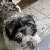 Photo de Shih tzu