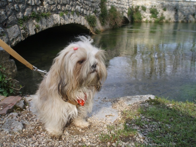 Photo de Shih tzu