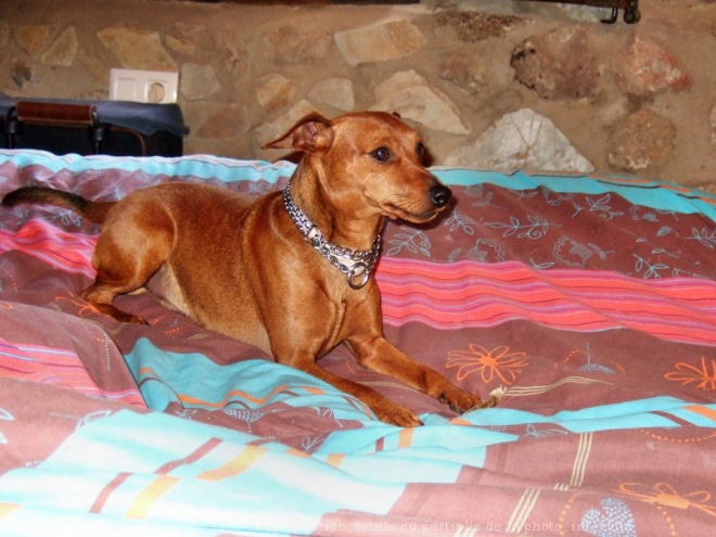 Photo de Pinscher nain