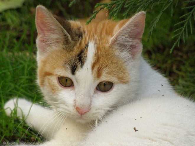 Photo de Chat domestique