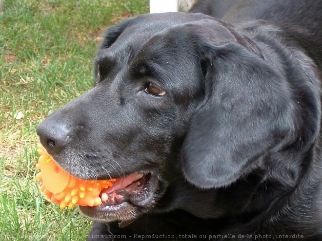 Photo de Labrador retriever