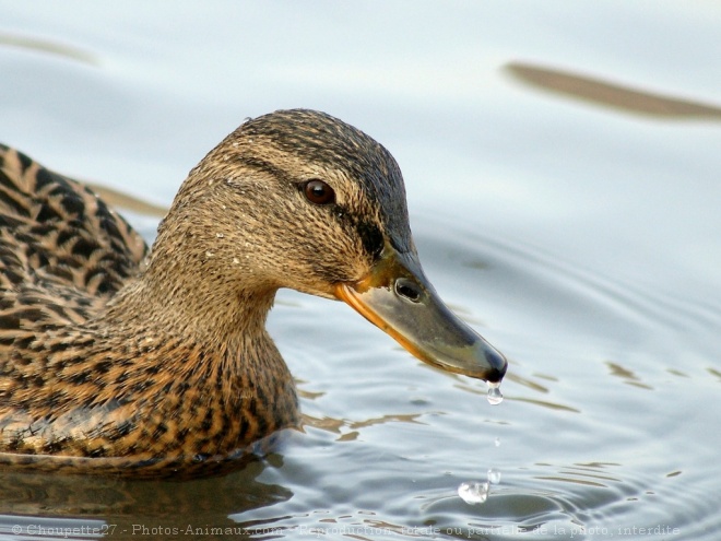 Photo de Canard