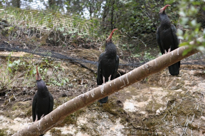 Photo d'Ibis chauve