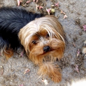 Photo de Yorkshire terrier