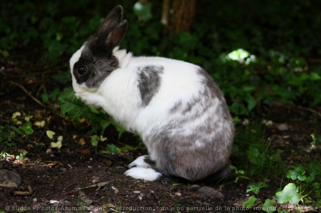 Photo de Lapin