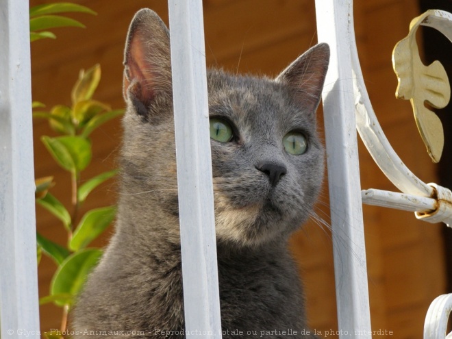 Photo de Chat domestique