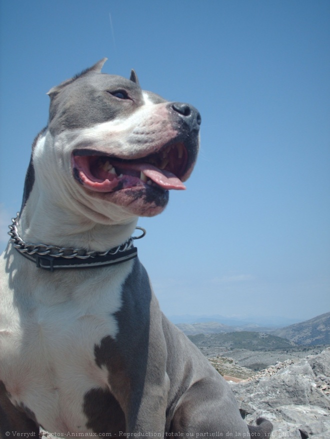 Photo d'American staffordshire terrier