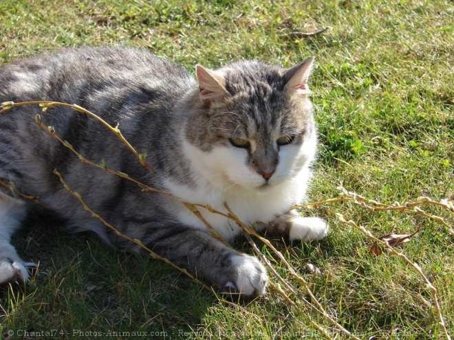 Photo de Chat domestique