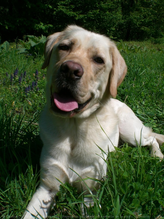 Photo de Labrador retriever