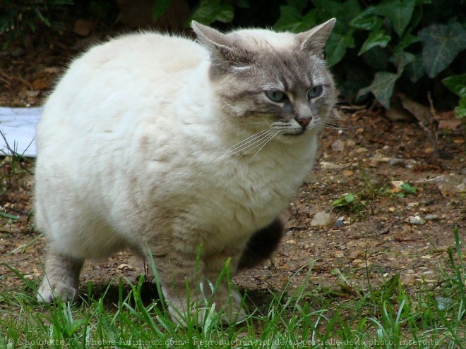 Photo de Chat domestique