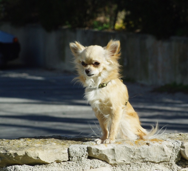 Photo de Chihuahua  poil long