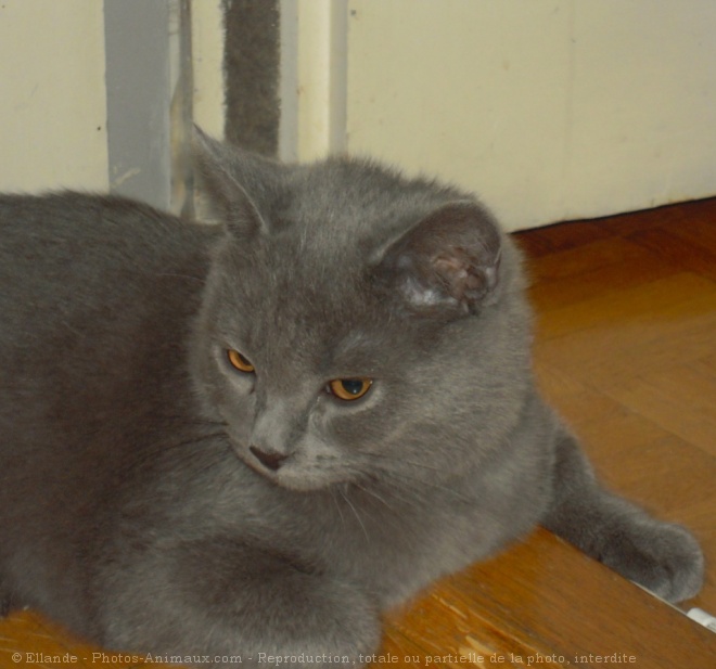 Photo de Chartreux