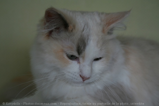 Photo de Ragdoll