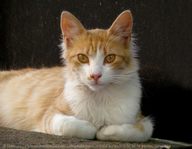 Photo de Chat domestique