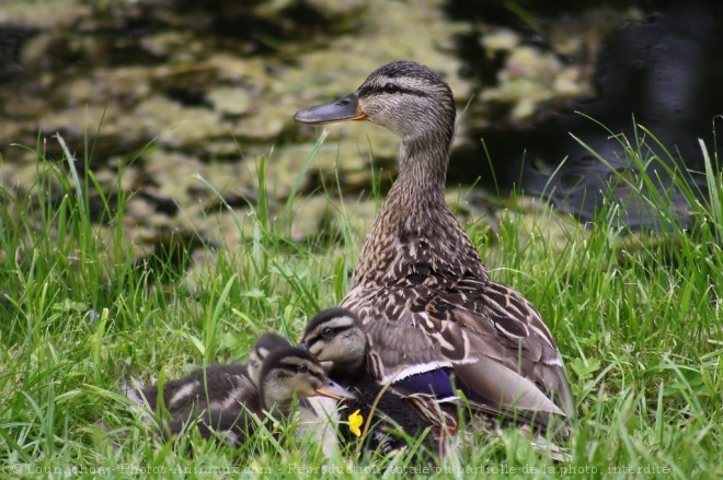 Photo de Canard colvert