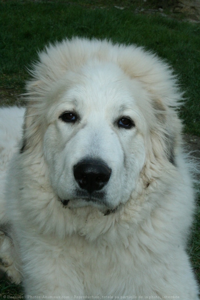 Photo de Chien de montagne des pyrnes