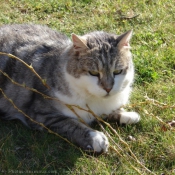 Photo de Chat domestique