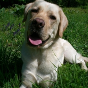 Photo de Labrador retriever