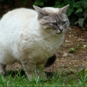 Photo de Chat domestique