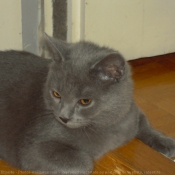 Photo de Chartreux