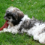 Photo de Shih tzu