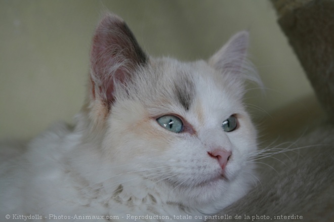 Photo de Ragdoll