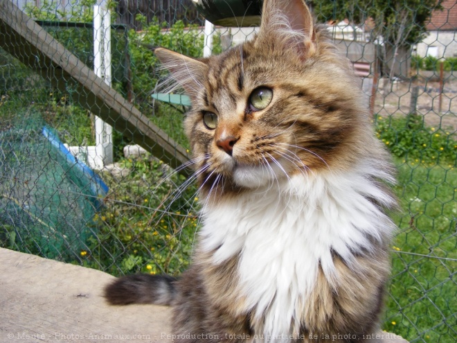 Photo de Maine coon