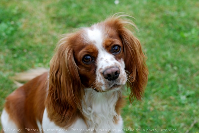 Photo de Cavalier king charles spaniel