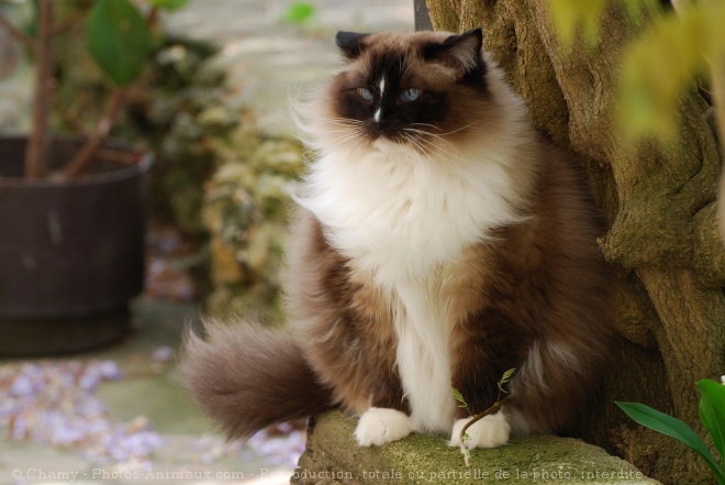 Photo de Ragdoll