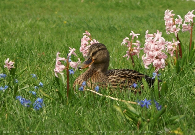 Photo de Canard colvert