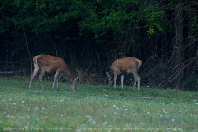 Photo de Biche