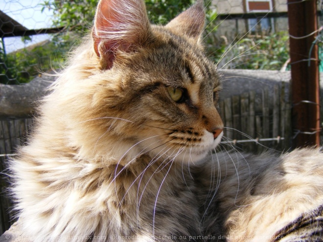 Photo de Maine coon