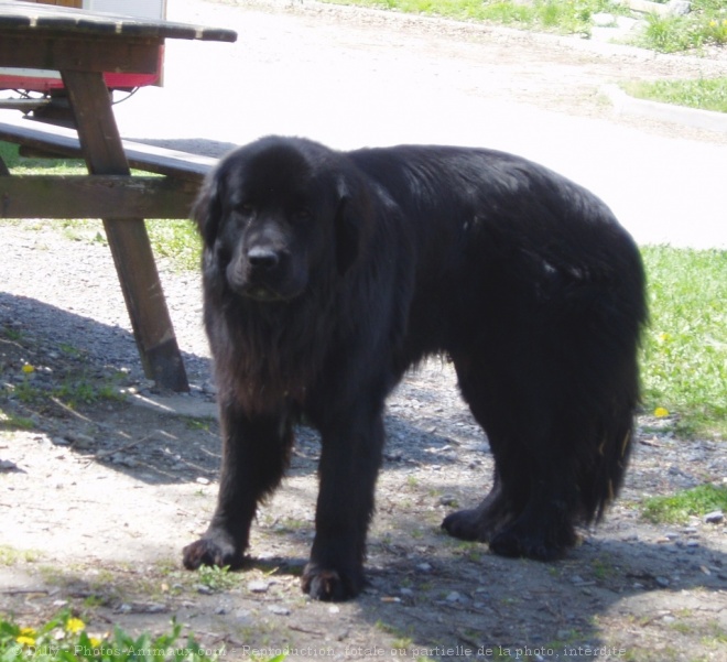 Photo de Chien de terre-neuve