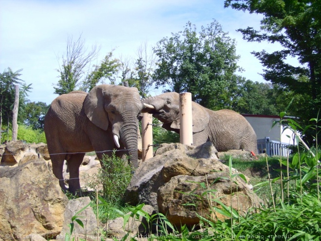 Photo d'Elphant d'afrique