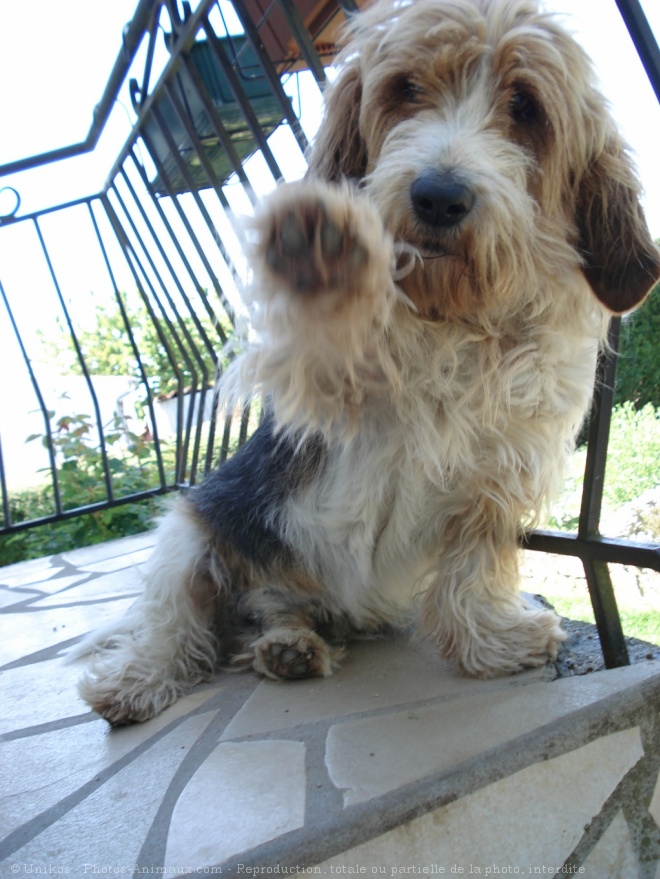 Photo de Grand basset  griffon venden