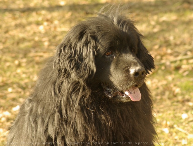 Photo de Chien de terre-neuve