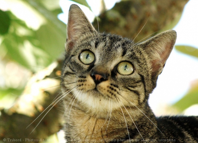 Photo de Chat domestique