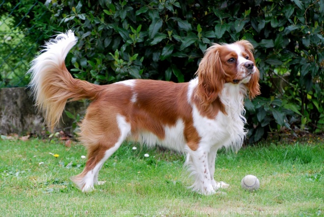 Photo de Cavalier king charles spaniel