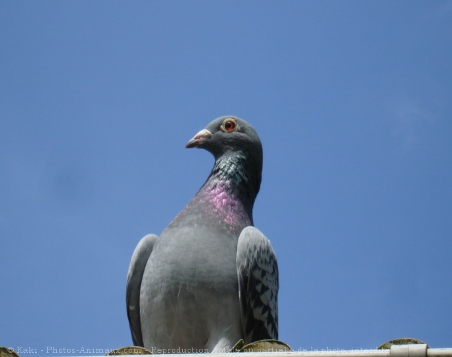 Photo de Pigeon