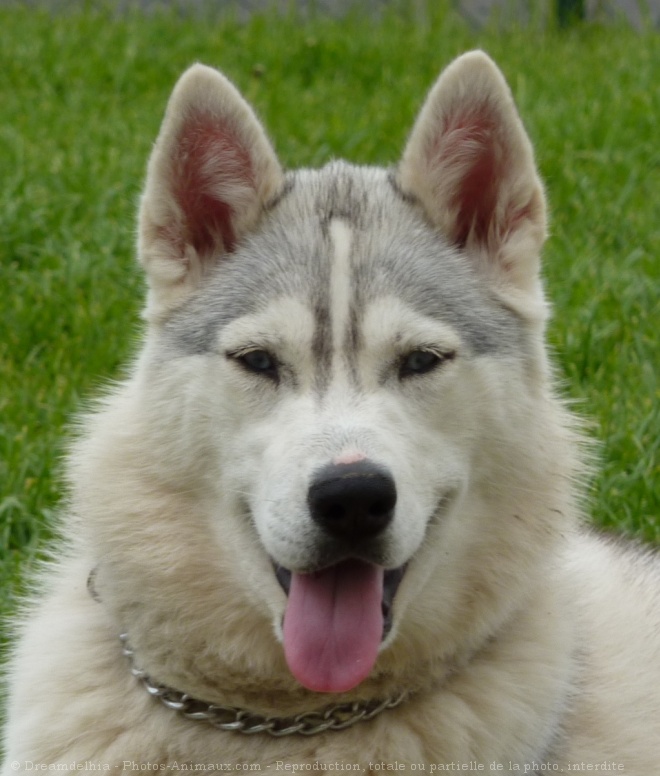 Photo de Husky siberien