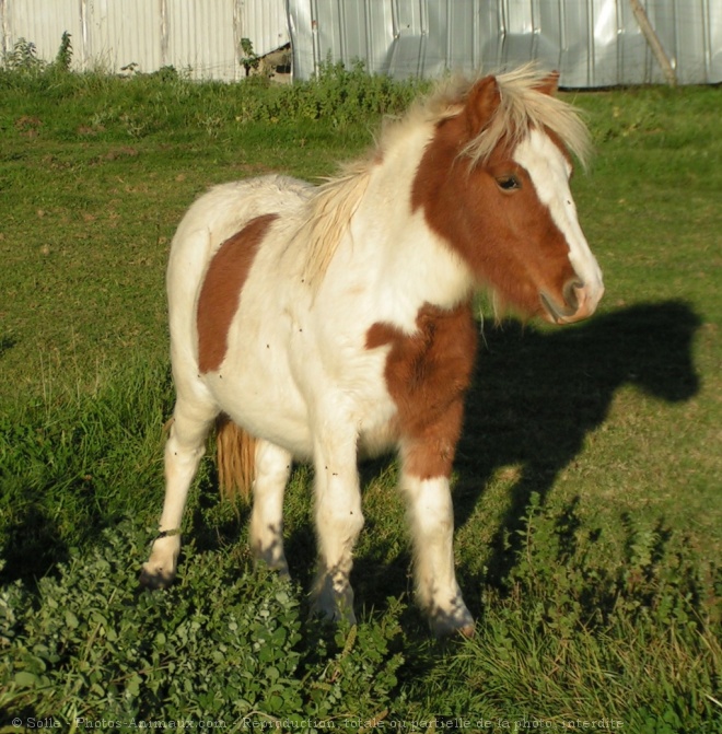 Photo de Poney (toutes races)