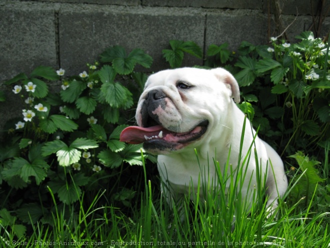 Photo de Bulldog